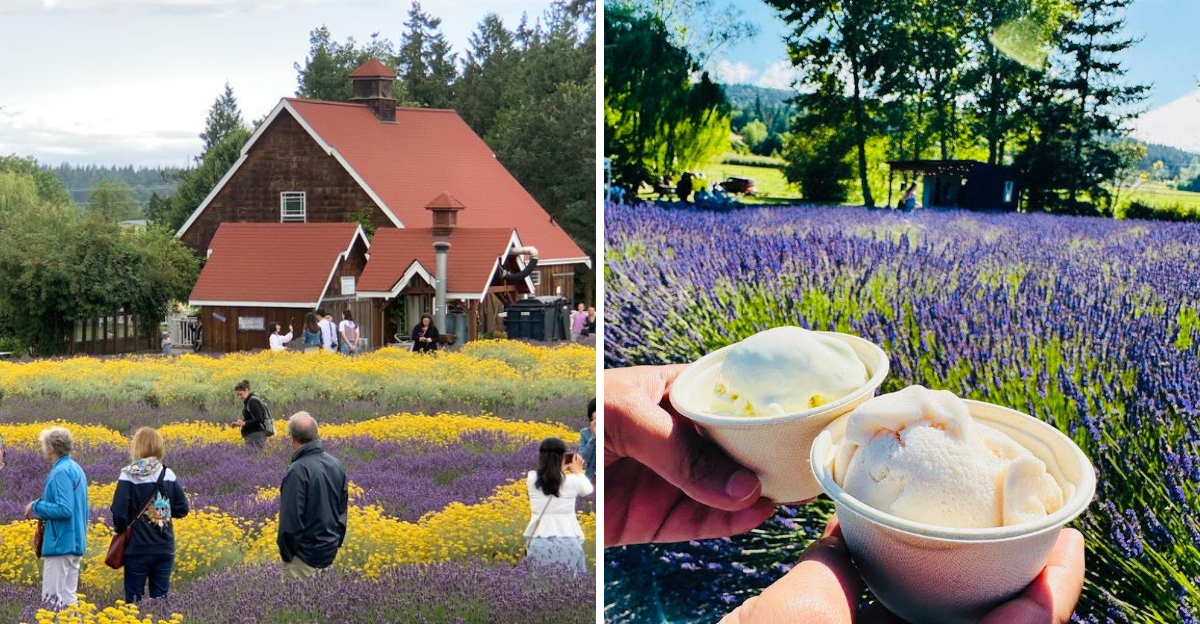 This Washington Lavender Farm Is The Summer Escape You Cannot Miss - Decor Hint