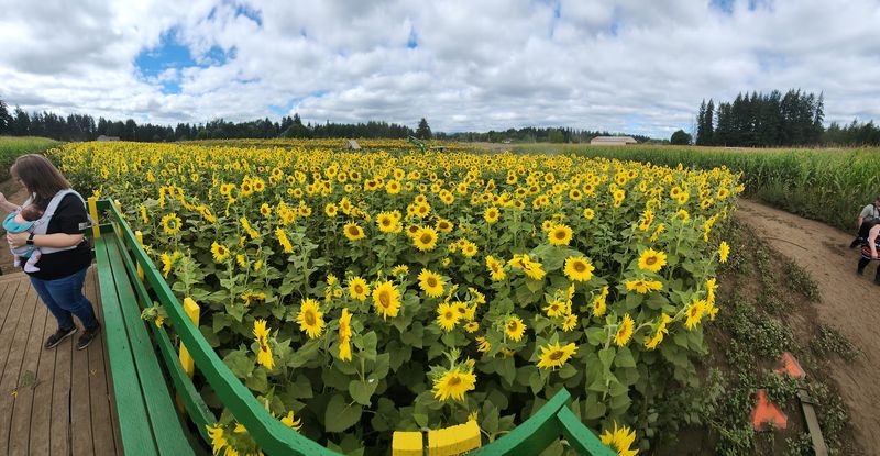 Over 43 Sunflower Varieties Across Three Stunning Acres