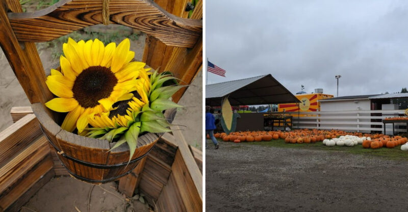 This Washington Sunflower Festival Is Filled With Beautiful Blooms And Family-Friendly Activities