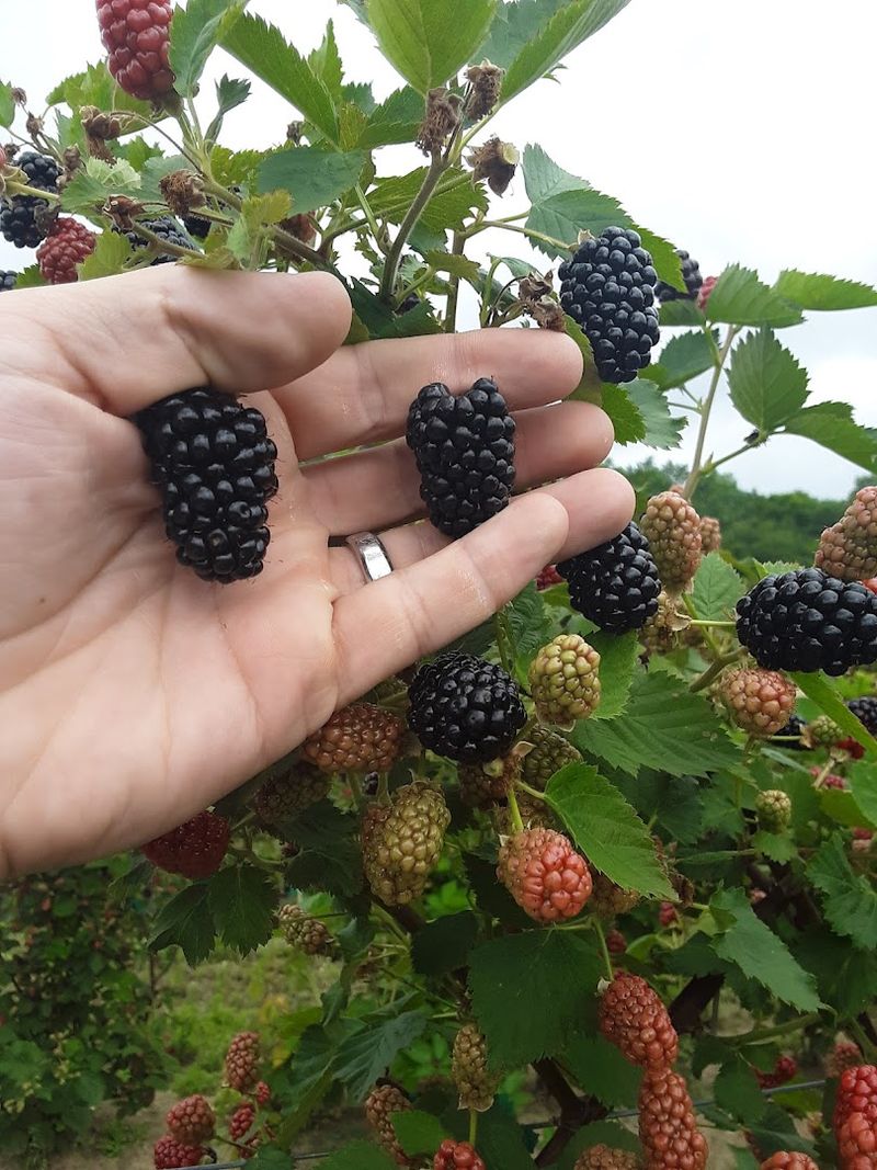 This North Carolina Farm Turns Summer Blackberry Picking Into A Sweet Little Adventure - Decor Hint Buckets Start Empty And Somehow Fill Fast