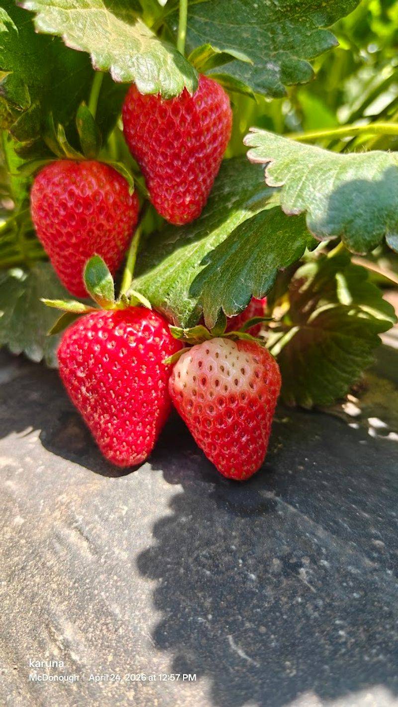 Strawberry Picking That The Whole Family Will Love