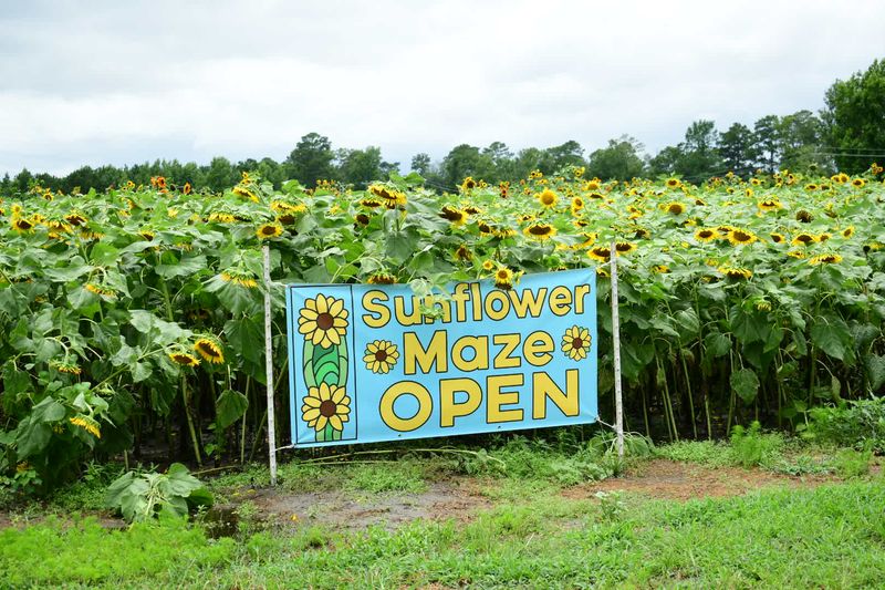 Sunflower Trivia Keeps The Maze From Feeling Like A Simple Stroll