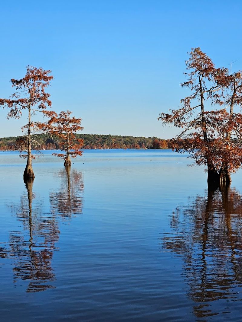 Lake D'Arbonne State Park, Farmerville