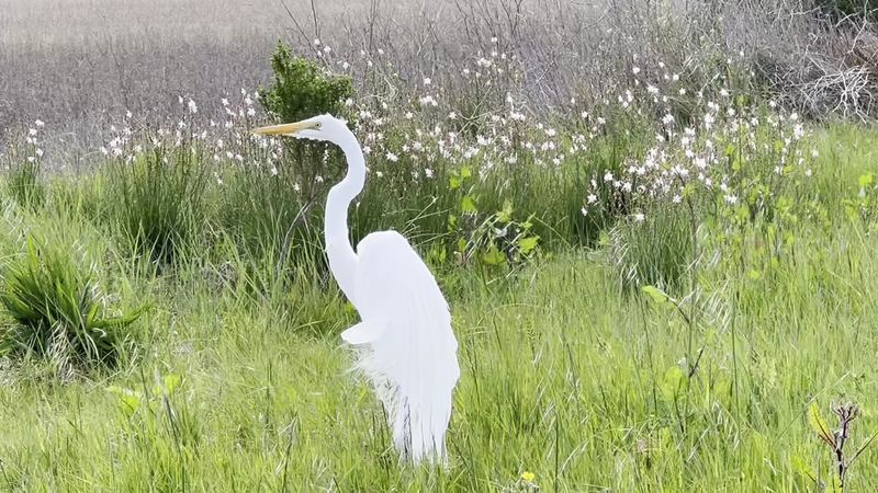This Tiny State Park In California Will Melt All Your Stress Into Calm - Decor Hint Wildlife Watching Keeps The Walk Interesting