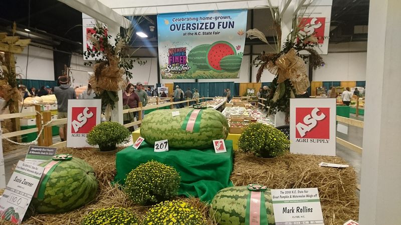 Watermelons Join The Heavyweight Drama
