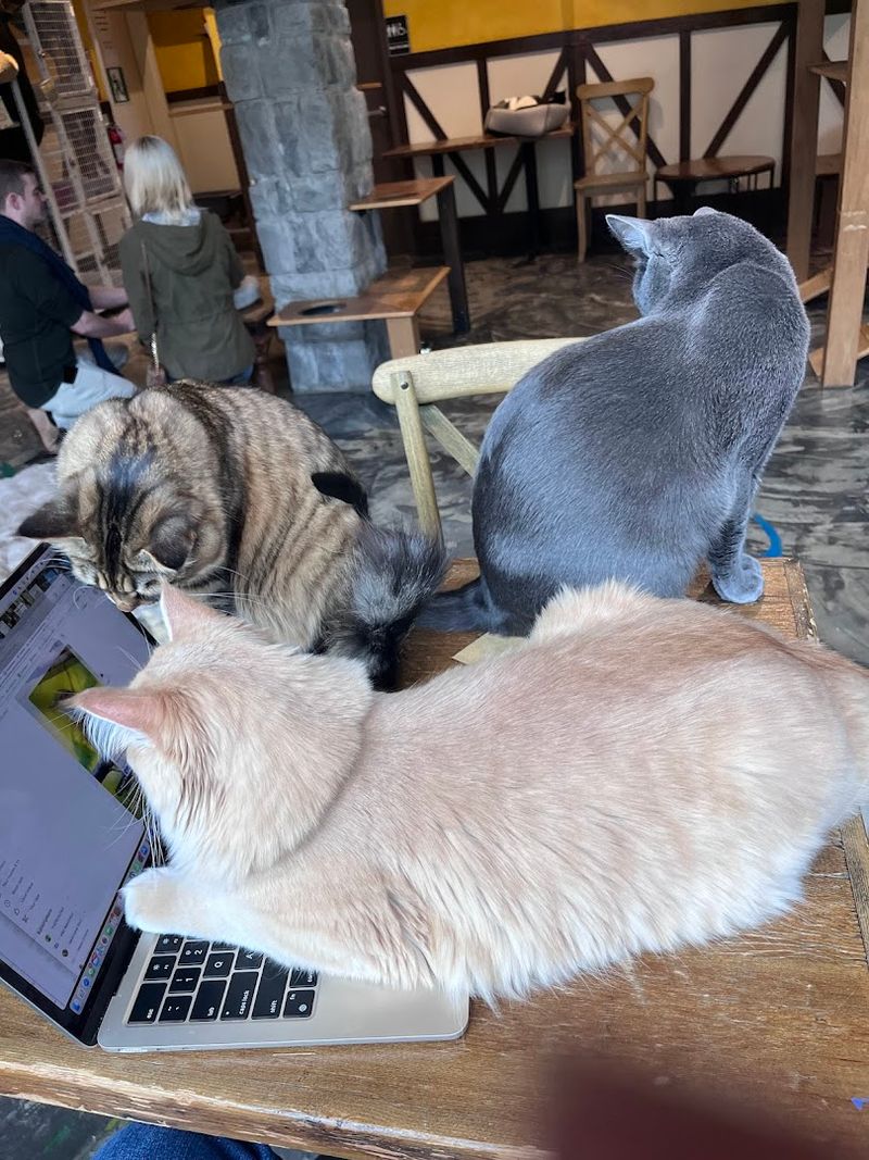 This Washington Cat Café Lets You Sip Something Cozy While Rescue Cats Steal Your Heart - Decor Hint Why It Deserves A Spot On Your List