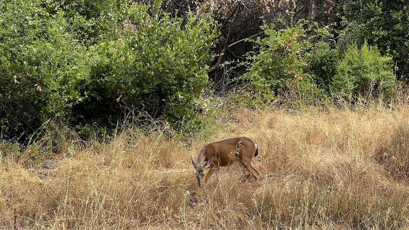 Wildlife That Makes The Forest Feel Alive
