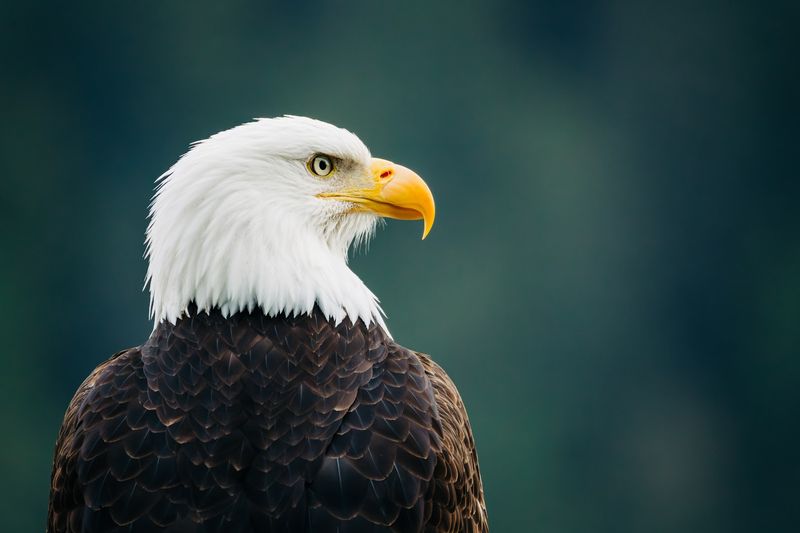This Charming Alaska Town Has A Pace Of Life That's Hard To Leave Behind - Decor Hint Wildlife That Shows Up Uninvited