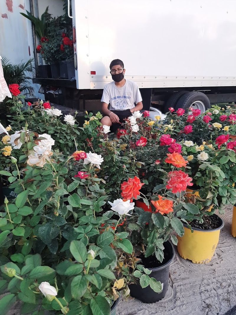 Live Plants And Garden Supplies