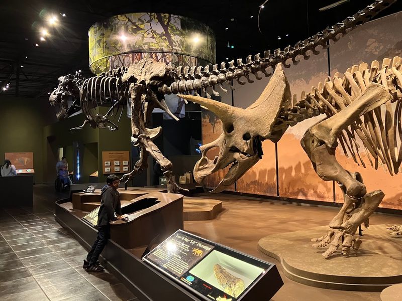 The Fossil Gallery: Dinosaurs, Mammals, And Ancient Sea Creatures