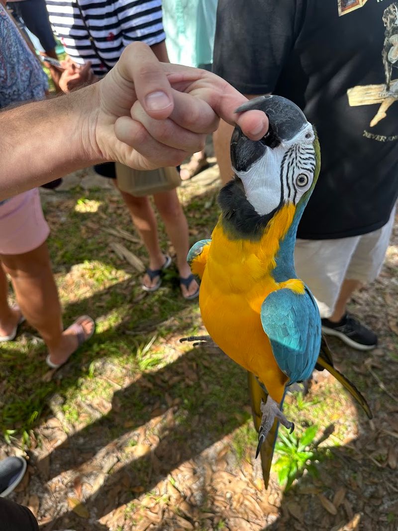 Feeding The Birds Up Close