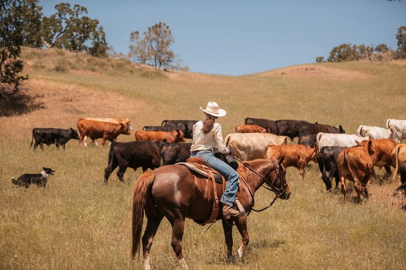 Cattle Drives Turn The Visit Into A Real Cowboy Test