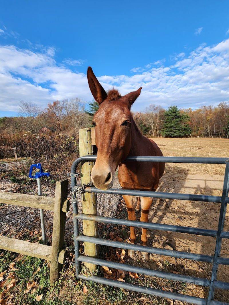 Where Nature And Farm Life Meet
