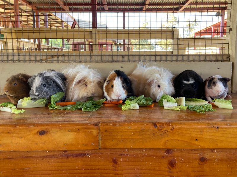 This California Petting Zoo Turns Simple Farm Visits Into Big Family Memories - Decor Hint Guinea Pig Encounters Are A Big Part Of The Charm