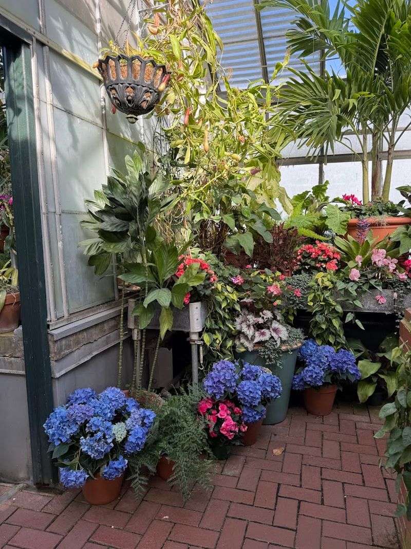 North Carolina's Most Beautiful Hydrangea Gardens Are Blooming Right Now - Decor Hint Biltmore Gardens