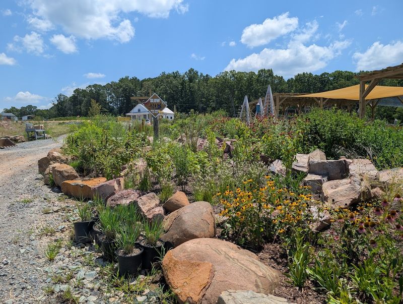 This North Carolina Nursery Turns Backyards Into Wildflower-Filled Wildlife Havens - Decor Hint Pick Grasses That Make Birds Feel Invited