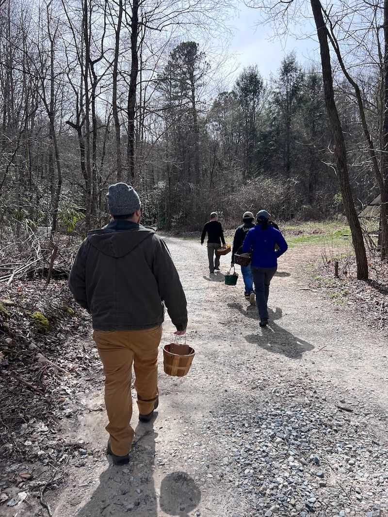 This North Carolina Foraging Tour Lets You Hunt For Wild Mushrooms In The Asheville Woods - Decor Hint Leave With A New Way To Look At Every Trail