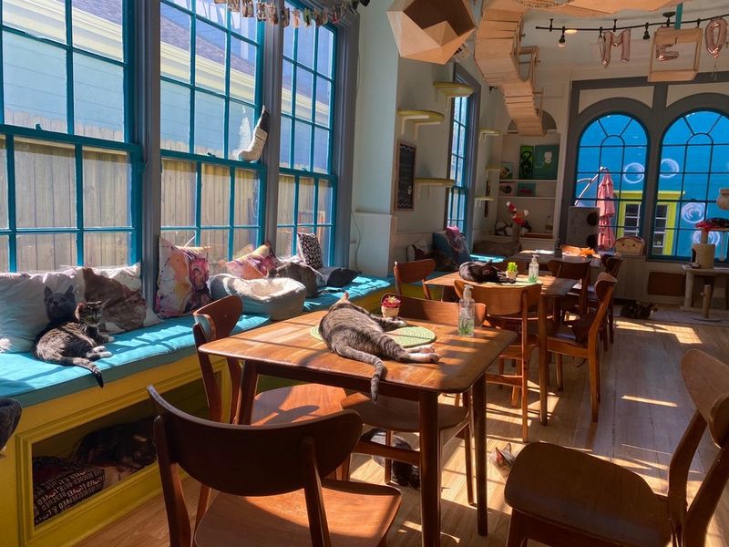 El Gato Coffeehouse, Houston