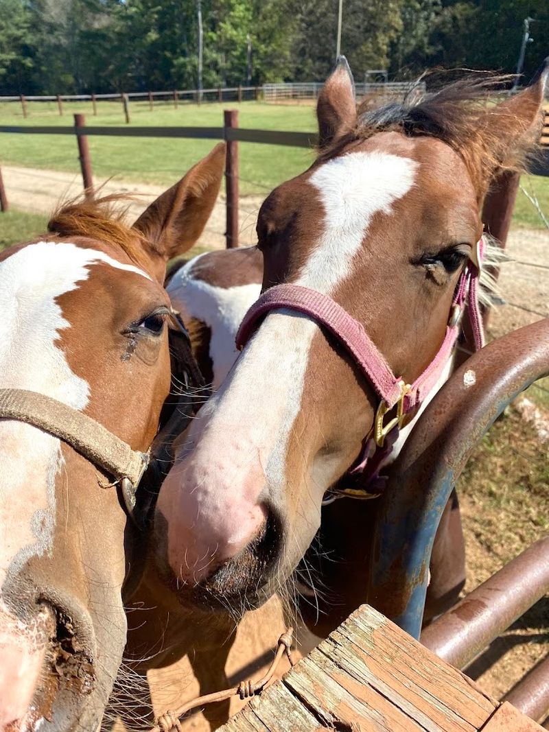 This Georgia Horse Farm Offers The Kind Of Adventure That Changes Your Perspective - Decor Hint Special Events And Holiday Celebrations Done Right