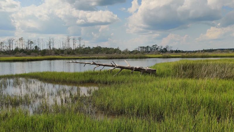 Cedar Point Makes Croatan's Quiet Side Feel Easy To Reach