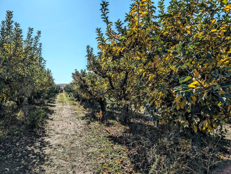 Cabalo’s Orchard And Gardens