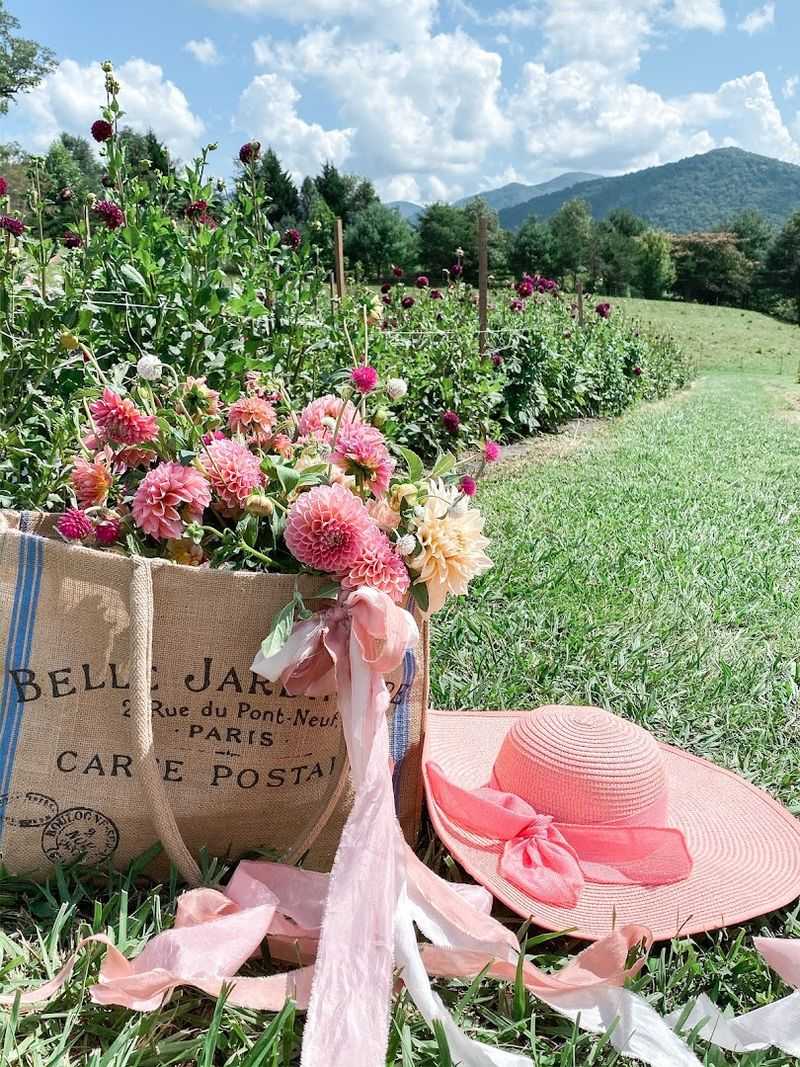 This North Carolina Flower Farm Has Dahlia Rows That Look Almost Too Pretty To Pick - Decor Hint Bright Blooms Make Every Bucket Look Too Pretty To Cut