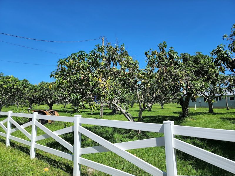 Pick Fresh Florida Mangoes And Experience Farm Life All Summer Long - Decor Hint Farm Life On Pine Island Feels Genuinely Different