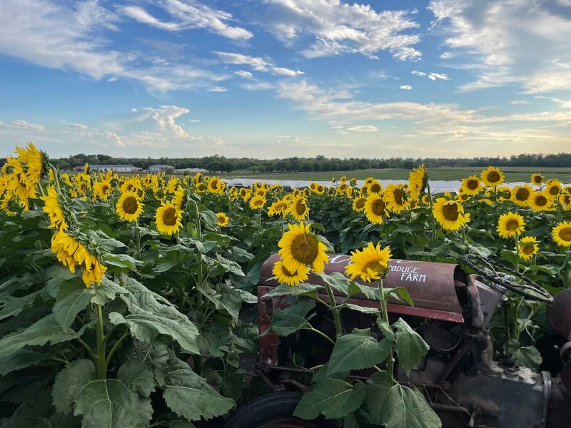 Pick Your Own Fresh Strawberries At A Charming Nebraska Farm This June - Decor Hint The Farm Is Close Enough To Omaha For An Easy Day Trip