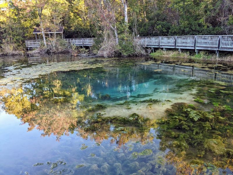 15 Amazing Georgia Summer Day Trips That Are Big On Fun And Easy On The Budget - Decor Hint Magnolia Springs State Park
