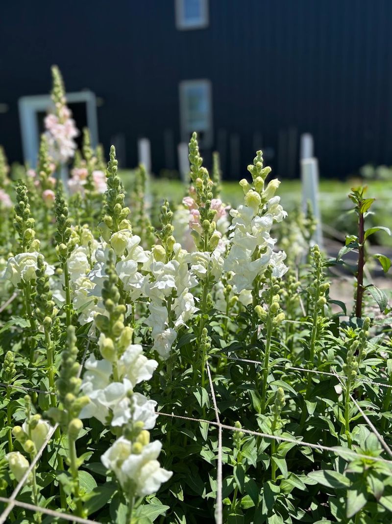The Flower Patch