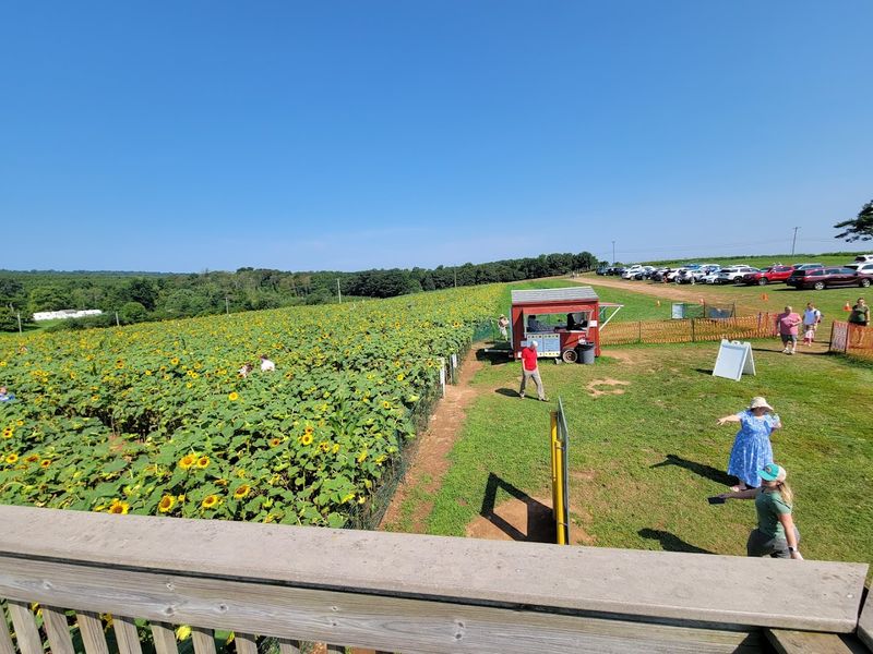 Climb The Viewing Platform