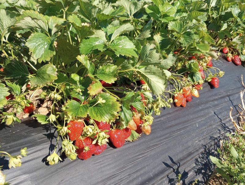 Farm Practices That Make The Berries Taste Better