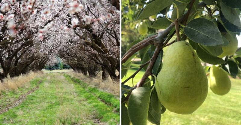 Visitors Can Pick Their Own Late-Summer Pears At This Family Idaho Orchard