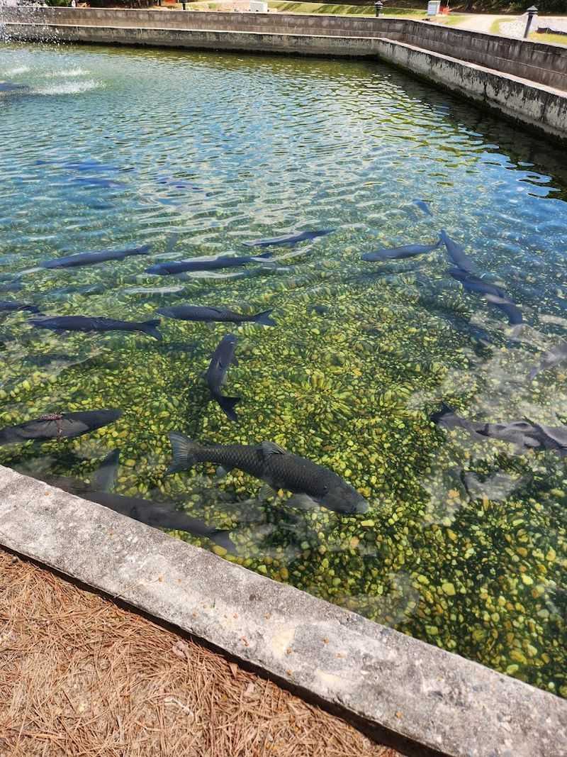 Warm Springs National Fish Hatchery