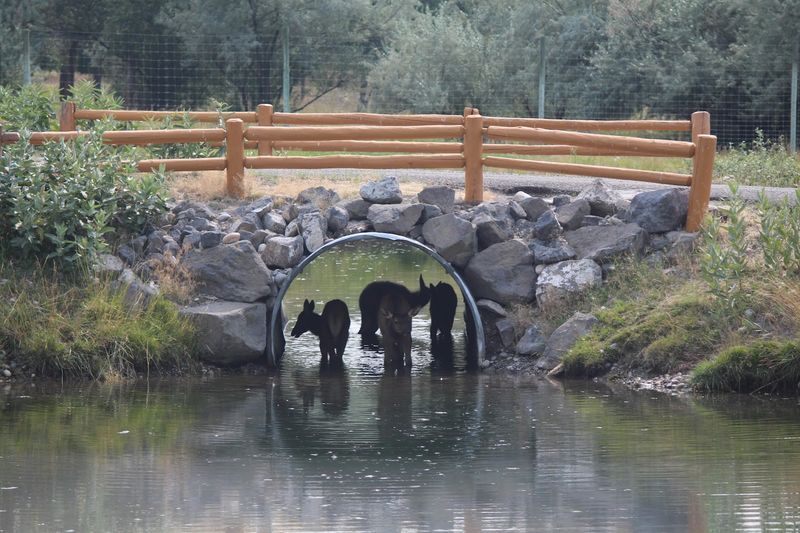 Bring Kids Who Will Treat Every Animal Sighting Like Breaking News