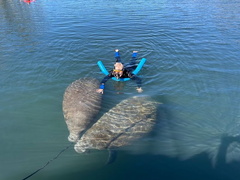 Swimming With Manatees