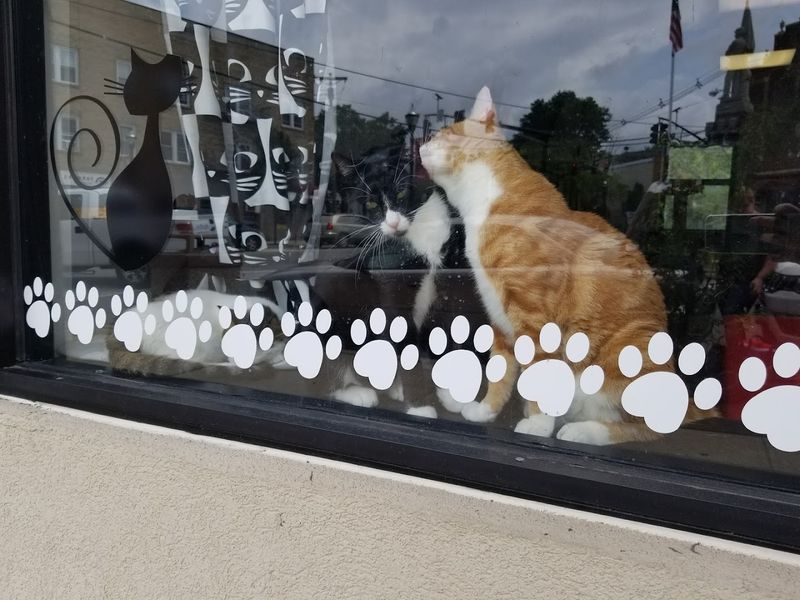 A Visit Centered On Cats Rather Than Coffee