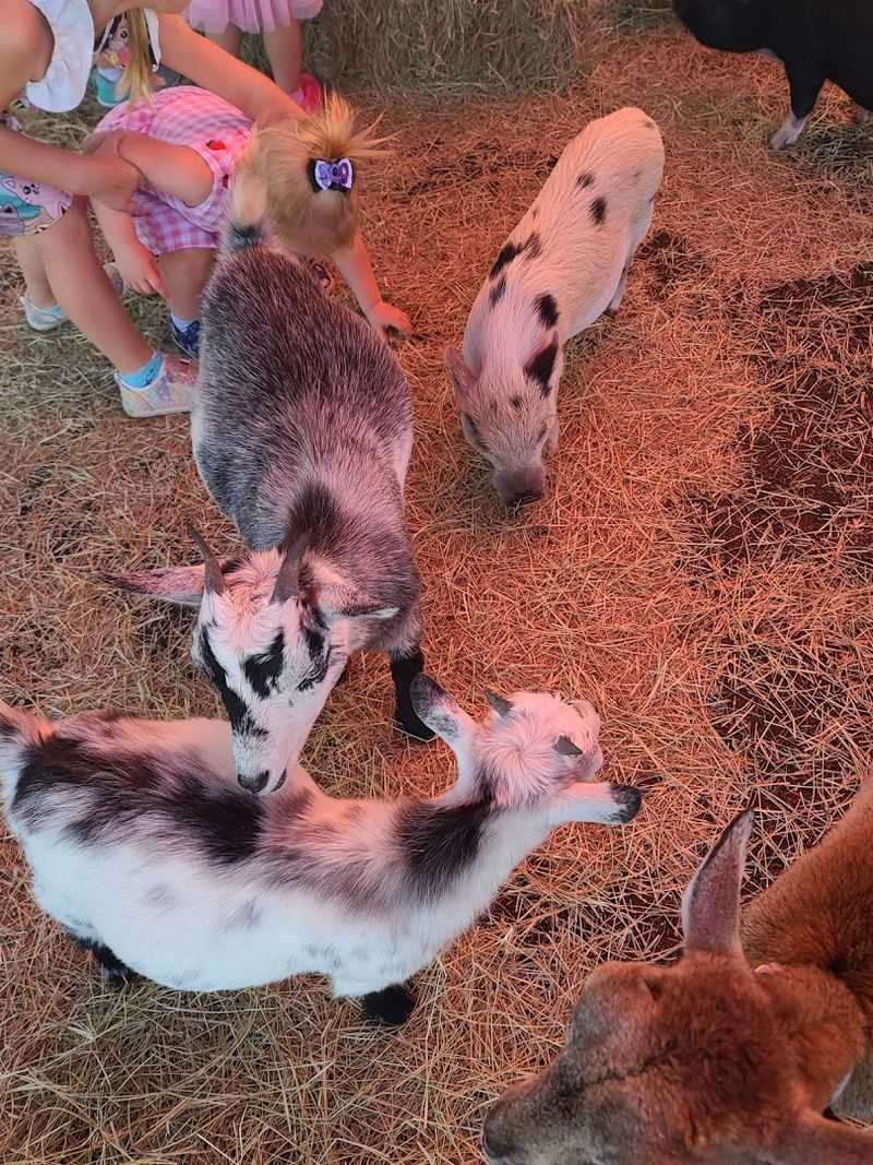 Petting Zoo Days Make The Festival Feel Extra Family-Friendly