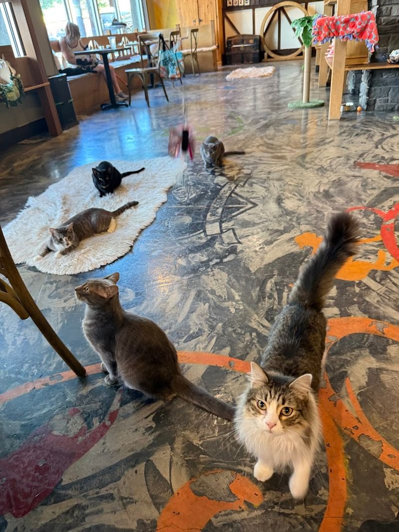 This Washington Cat Café Lets You Sip Something Cozy While Rescue Cats Steal Your Heart - Decor Hint How The Booking System Works