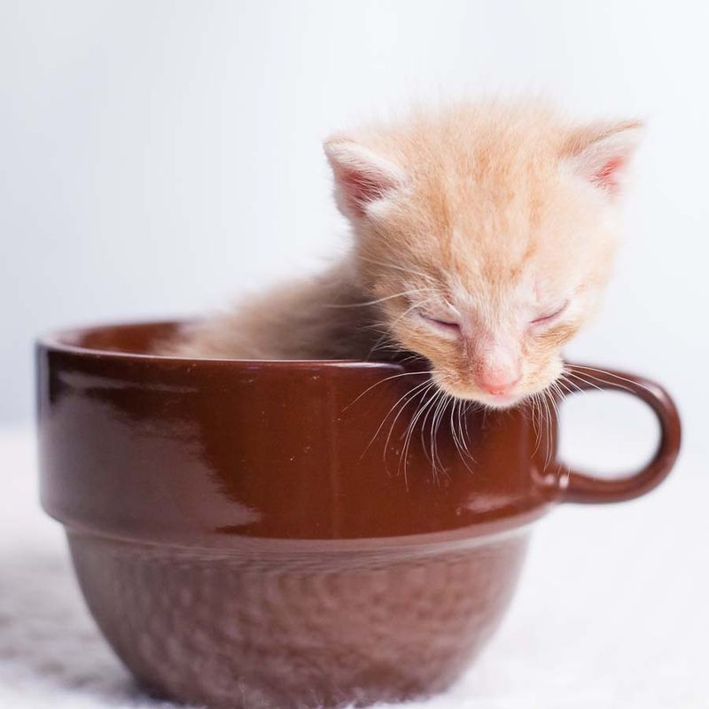 The Rescue Mission Behind Every Purr