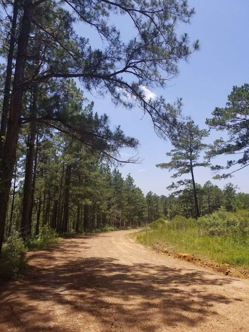 Longleaf Trail Scenic Byway, Gorum
