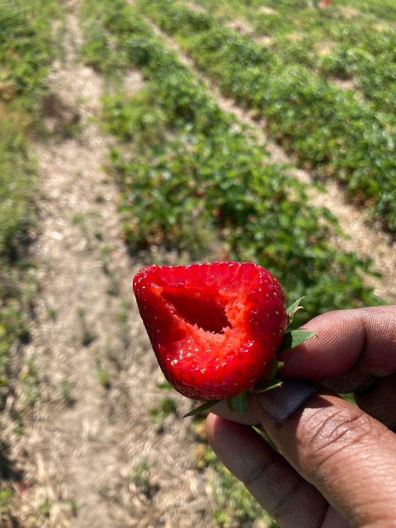 Picking Tips That Will Maximize Your Haul