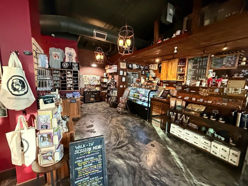 This Washington Cat Café Lets You Sip Something Cozy While Rescue Cats Steal Your Heart - Decor Hint The Adoption Process And How It Works