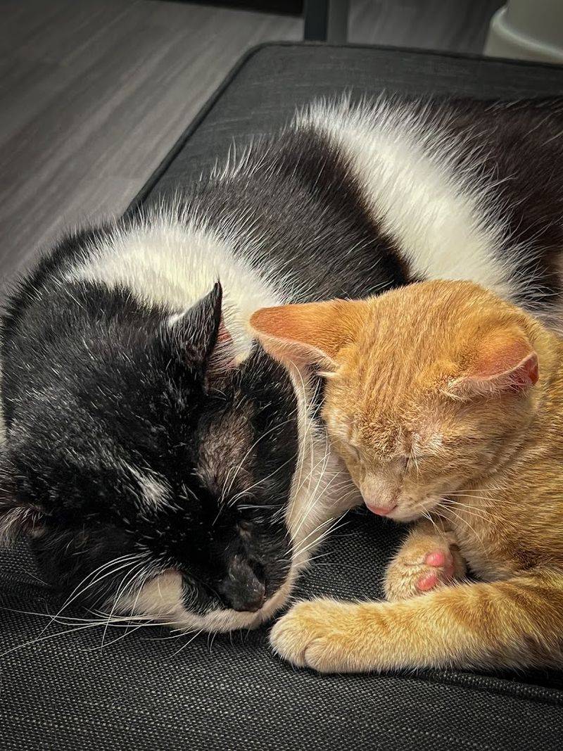 Meeting The Cats