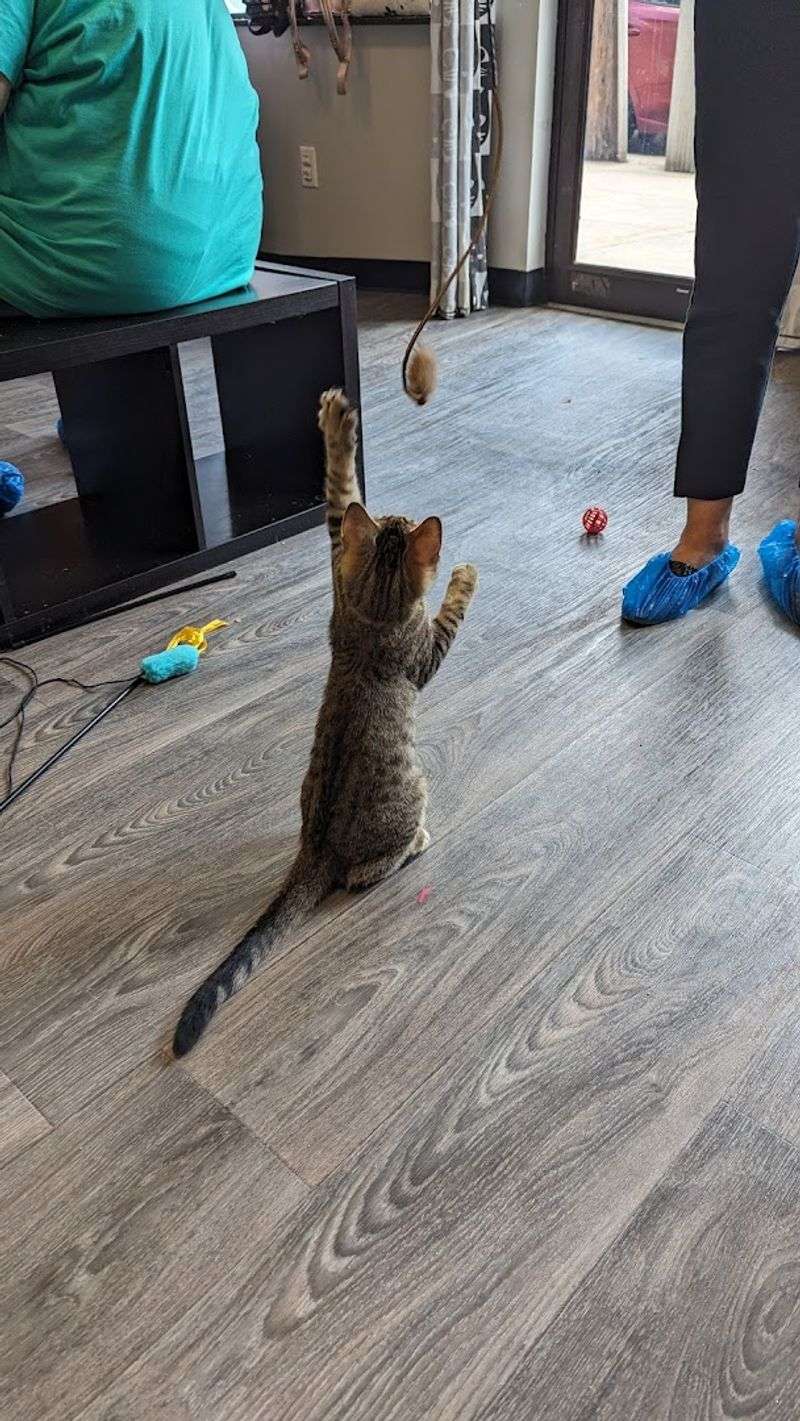 Cats Of Every Age And Personality