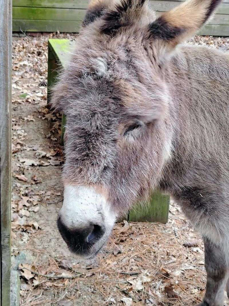 Animals You Will Meet Here