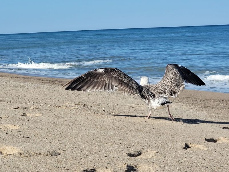 Seals, Sharks, And Wildlife Watching
