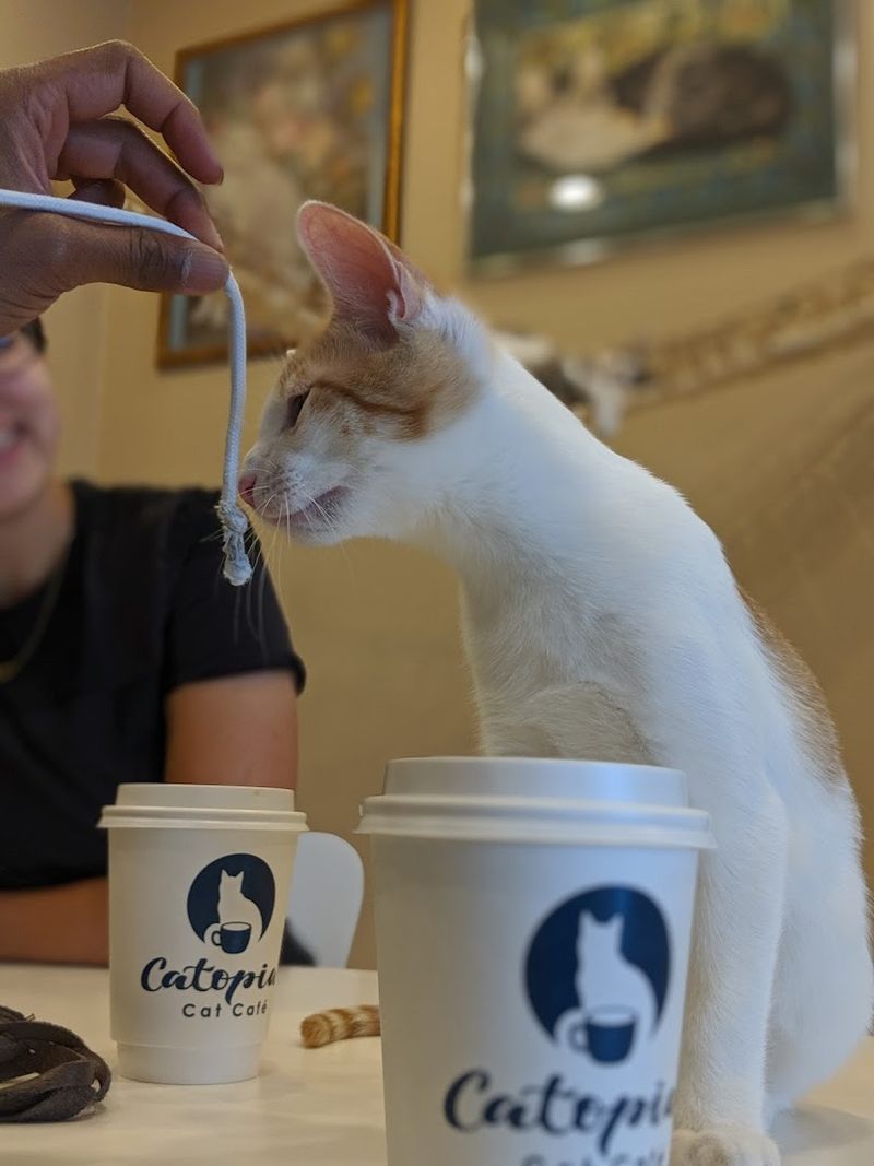 The Cat Lounge Experience You Did Not Know You Needed