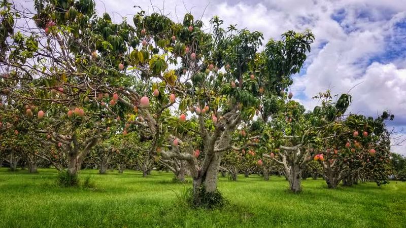 Pick Fresh Florida Mangoes And Experience Farm Life All Summer Long - Decor Hint Best Time To Visit For Peak Mango Season