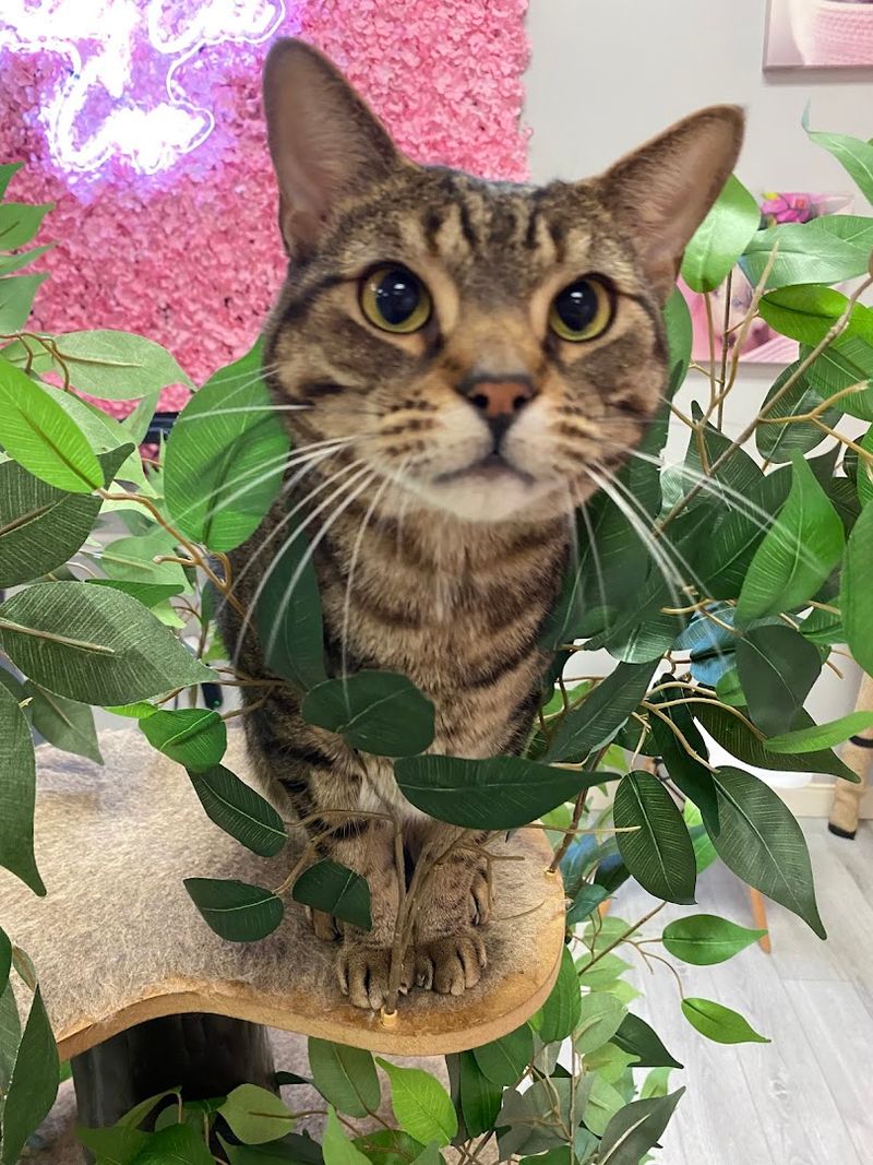 The Cats Who Steal The Show